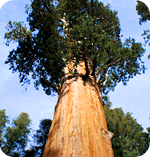 California state symbol: General Sherman Tree, State Tree