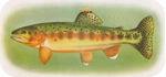 California state symbol: The golden trout (Salmo agua-bonita)