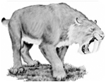 California state symbol: Saber-toothed cat (Smilodon californicus)