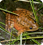 California state symbol: California red-legged frog (Threatened)