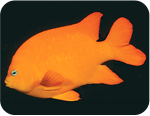 California state symbol: Garibaldi (Hypsypops rubicundus), State Marine Fish