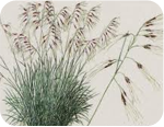 California state symbol: Nassella pulchra, State Grass