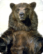 California state symbol: California grizzly bear (Ursus californicus)