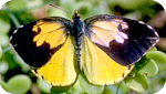 California dogface butterfly or dog head (Zerene eurydice), State Insect