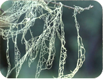 Lace Lichen (Ramalina menziesii), State Lichen