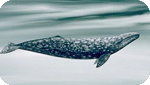 California state symbol: California gray whale (Eschrichtius robustus), State Marine Mammal