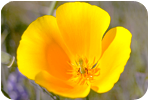 California state symbol: State flower, Eschscholzia californica