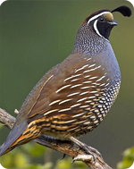 California state symbol: California quail (Lophortyx californica)