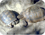 California state symbol: Desert tortoise (gopherus agassizi), State Reptile