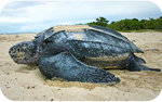 California state symbol: Leatherback Sea Turtle, State Marine Reptile